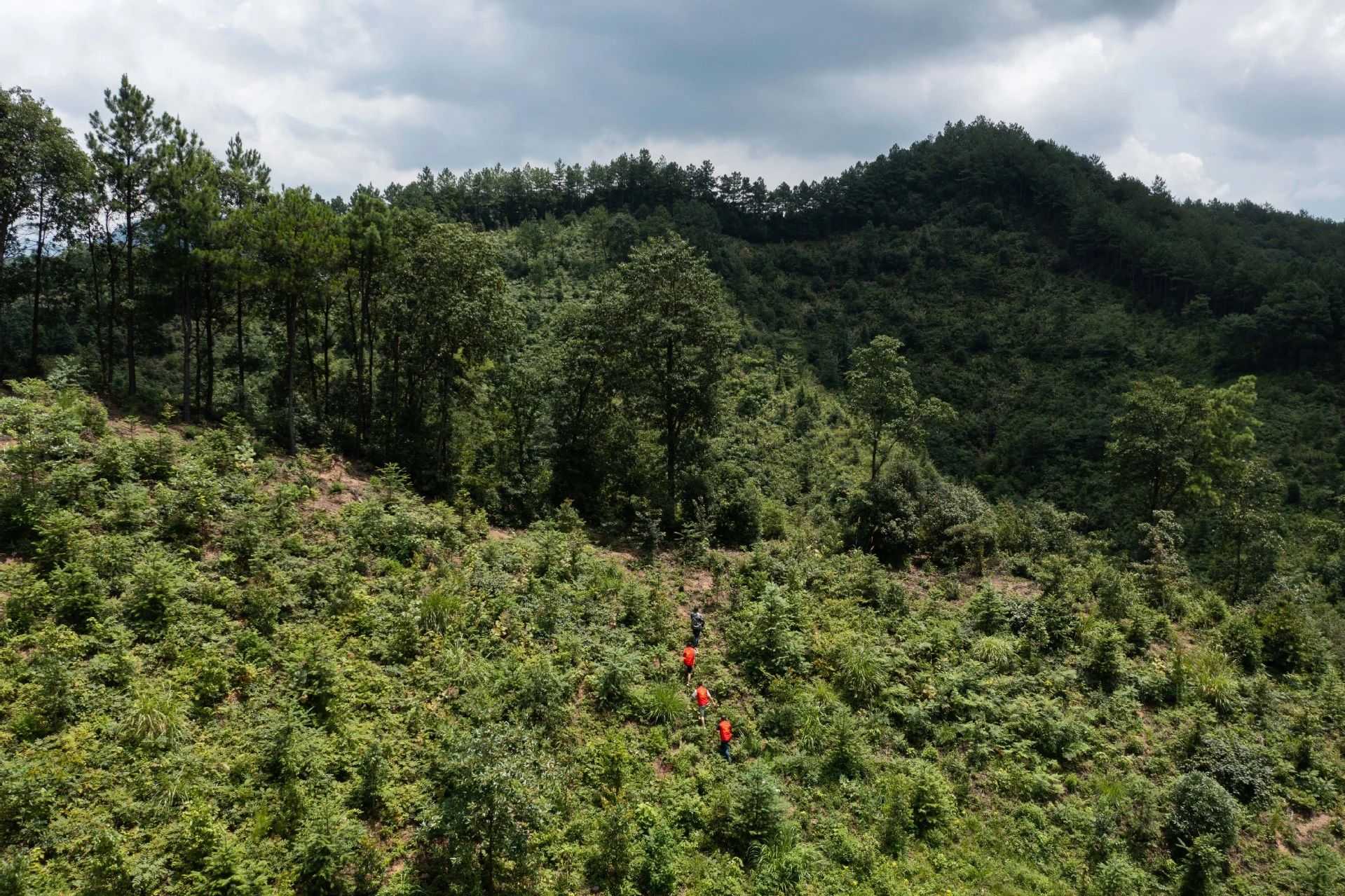 論壇搶先看丨雙碳第四年：加速綠色低碳科技攻關(guān)，“碳”尋美好世界